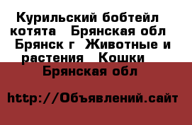 Курильский бобтейл - котята - Брянская обл., Брянск г. Животные и растения » Кошки   . Брянская обл.